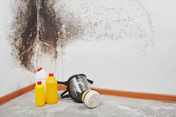 Best Black Mold Remediation in Needville, TX