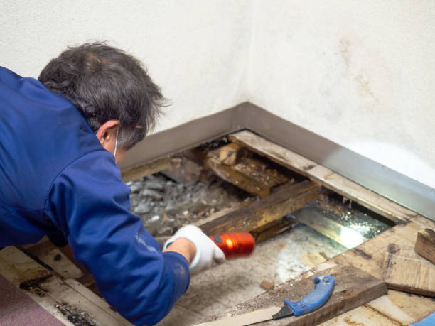 Best White Mold Remediation in Needville, TX