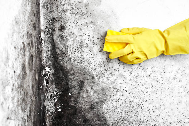 Best HVAC Mold Remediation in Needville, TX