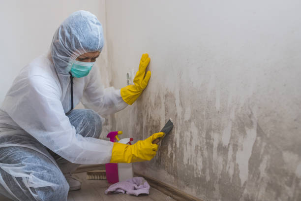 Best Commercial Mold Remediation in Needville, TX