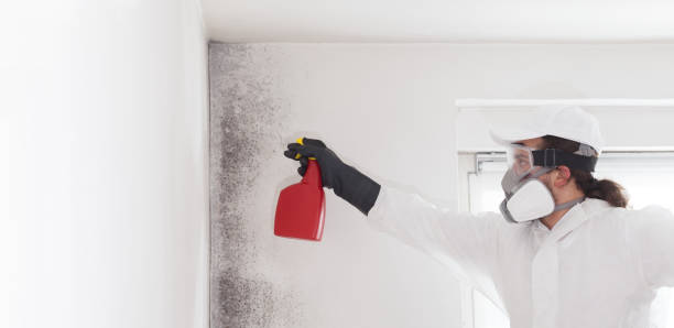 Best Residential Mold Remediation in Needville, TX