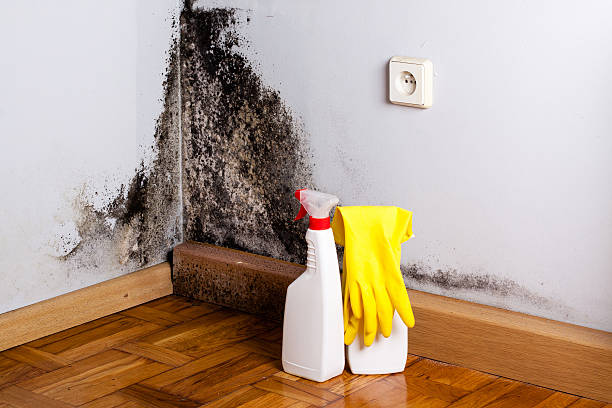 Best Health and Safety Mold Remediation in Needville, TX