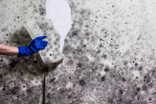Best Kitchen Mold Remediation in Needville, TX
