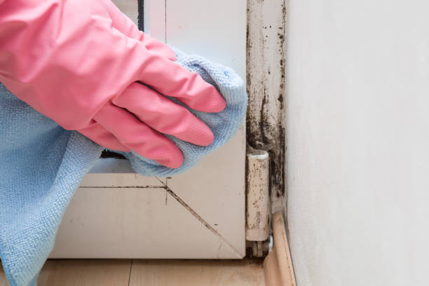 Best DIY Mold Remediation Support Services in Needville, TX