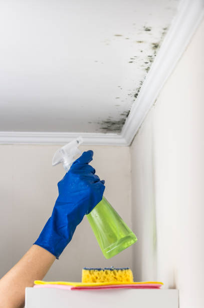 Best Basement Mold Remediation in Needville, TX