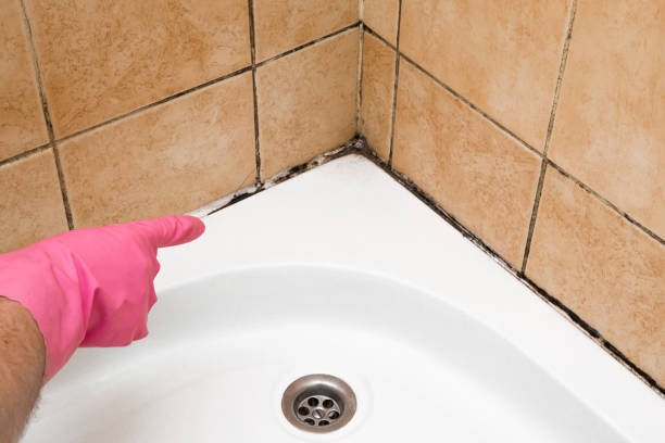 Best Post-Flood Mold Remediation in Needville, TX