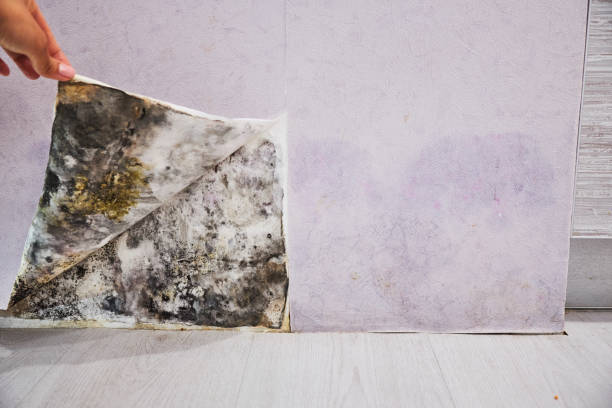 Best DIY Mold Remediation Support Services in Needville, TX